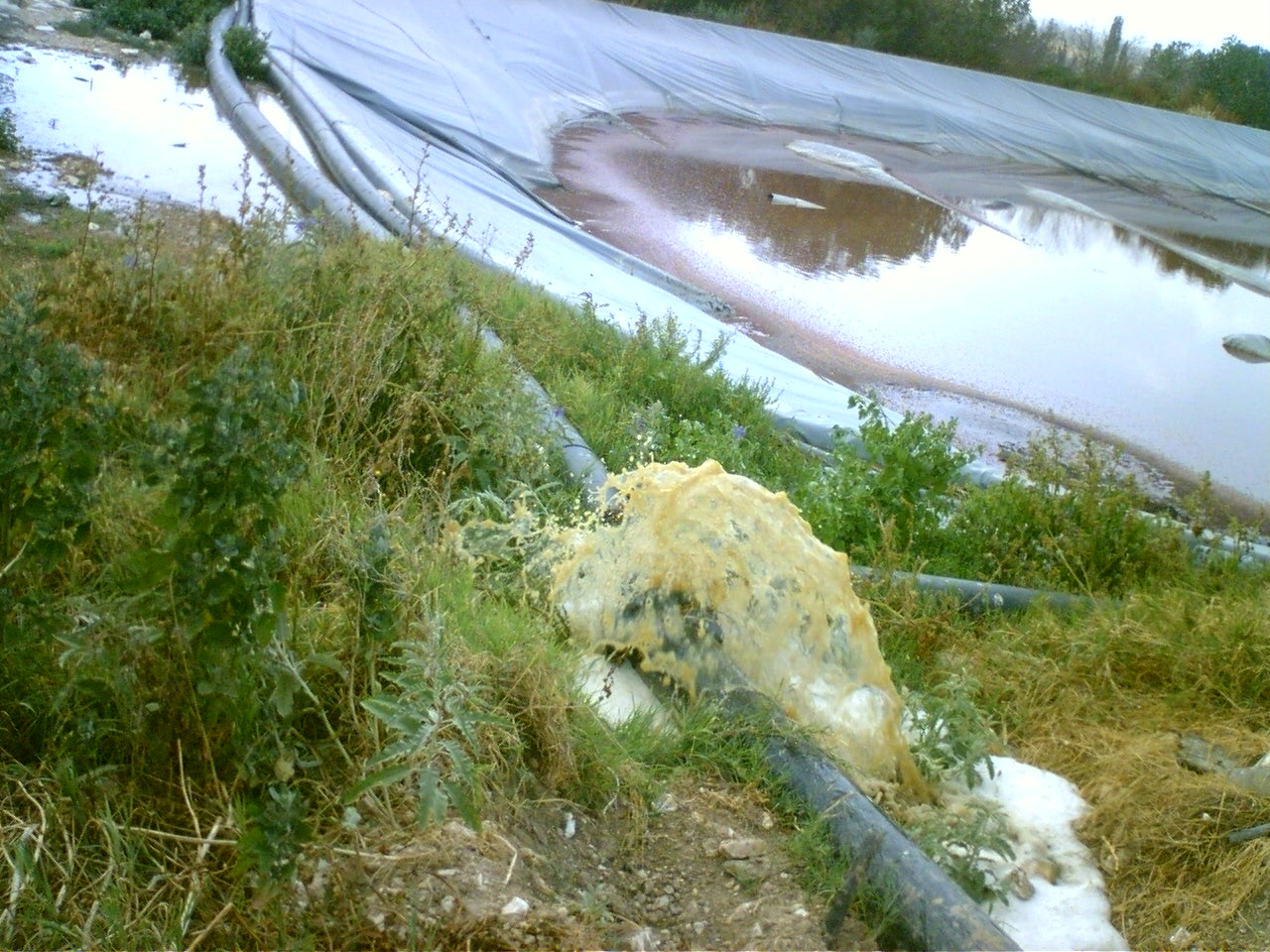 תיעוד מהחזיריות צילום: עדו סמינלנסקי המשרד להגנת הסביבה