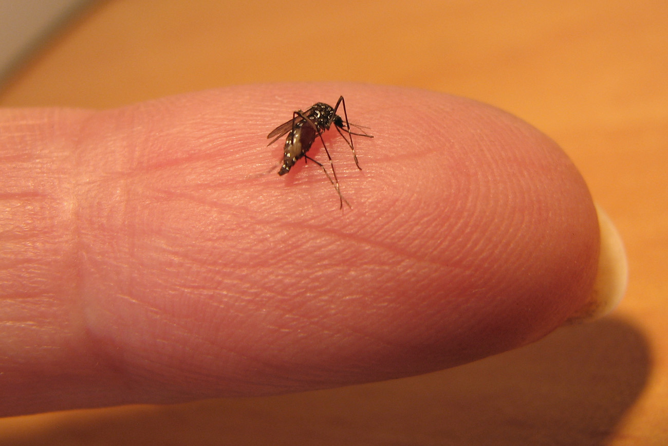 יתוש הטיגריס האסיאתי- עידו שקדי